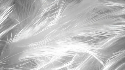 Poster - Macro view of feather texture with delicate barbs for natural design