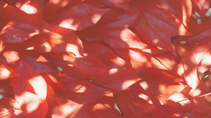 Poster - Vibrant maple leaf texture with dramatic lighting for autumn themes