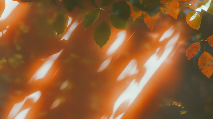 Leinwandbilder - Bright maple leaf texture with soft sunlight and shadow play