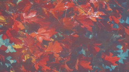 Poster - Warm autumn maple leaves texture with reddish tint and soft light