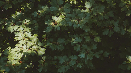 Poster - Natural maple leaf pattern with subtle dark knots for artistic background design