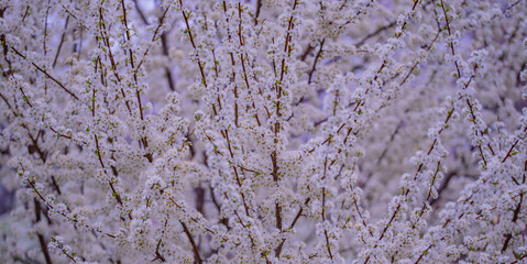 Wall Mural - Branches of blossoming cherry on blue sky background. Spring photo of blossom spring nature. White flowers the fruit tree. Cherry blossoms white flowers against a blue sky.