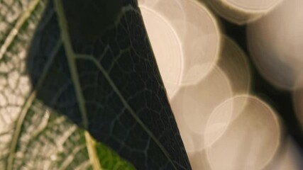 Poster - Leaf's Intricate Glow