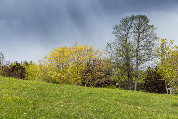Wall Mural - peaceful natural scenery depicting a grassy meadow