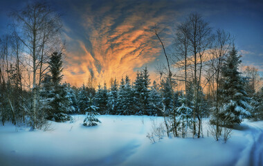 Wall Mural - Winter sunset in the forest.