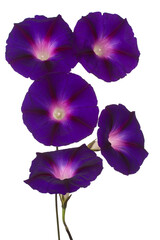 Wall Mural - ipomoea flower isolated