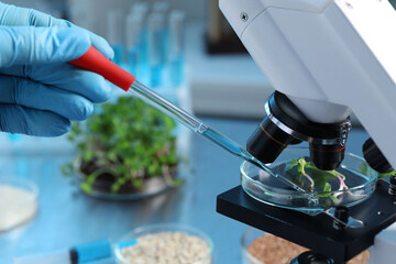 Wall Mural - GMO concept. Scientist injecting liquid into microgreens at table laboratory, closeup