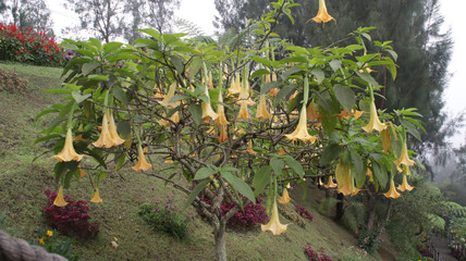 Wall Mural - Yellow trumpet-shaped flowers blooming on a green tree with a colorful garden and pine trees in the background on a cloudy day