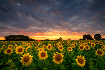 Wall Mural - beautiful sunset over sunflowers field
