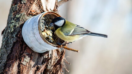 Wall Mural - great tit parus major