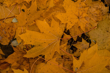 Aufkleber - Vibrant autumn leaves cover the ground in a cascade of golden hues in a serene park setting