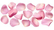 © john - elegant collection of soft pink flower petals isolated on a transparent background, generative ai