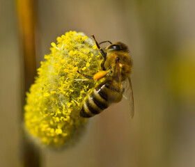 Aufkleber - Bee collect nectar from flowering willow