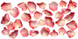 © john - Set of Romantic Rose Petals Decorations isolated on transparent png background. Generative ai