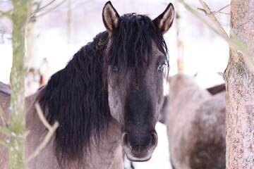 Wall Mural - A horse stands next to a tree in a snowy environment, suitable for winter-themed images.