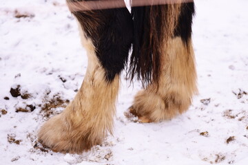 Poster - Close-up shot of a horse's legs standing in the snow, ideal for winter-themed projects and rural scenes.