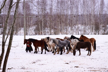 Aufkleber - A group of horses standing on a snow-covered meadow, great for winter or nature scenes.