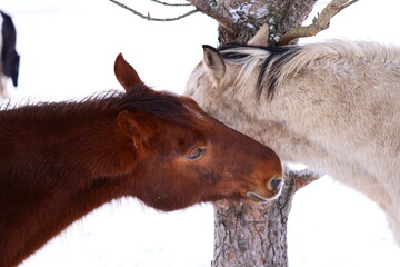 Wall Mural - Two horses stand beside a tree.