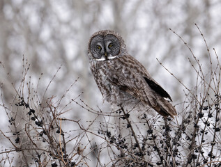 Wall Mural - Great gray owl resting on a snow-covered bush with dark berries against a wintery backdrop