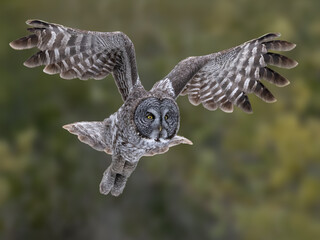 Wall Mural - Great gray owl in mid-flight, wings arched on green background