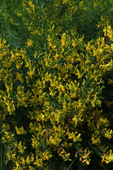 Canvas Print - Yellow flower of black broom plant, Lembotropis nigricans.