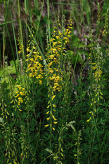 Canvas Print - Yellow flower of black broom plant, Lembotropis nigricans.