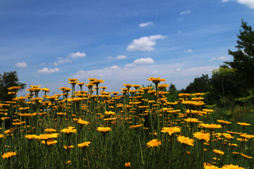 Canvas Print - yellow Cota tinctoria or golden marguerite flower, close up.