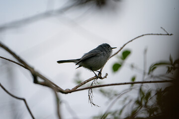 Wall Mural - Blue-Gray Gnatcatcher perched on the branch of a tree.