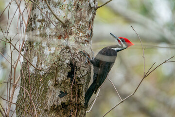 Wall Mural - Pileated woodpecker on the side of a tree.