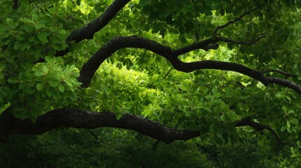Green leaves and tree branches