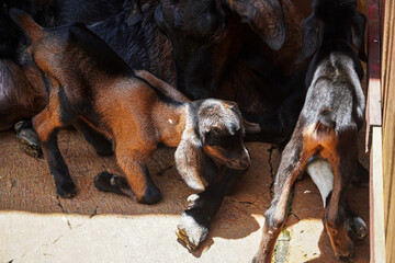 Two adorable goat kids, one brown and one black, rest together inside a barn. The image captures their gentle nature and tranquil surroundings. Adorable Brown and Black Goat Kids Resting in a Barn