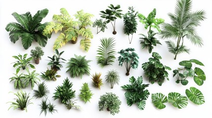 Aufkleber - A beautiful selection of tropical plants with lush, vibrant greenery, ideal for design projects that require tropical and exotic elements.