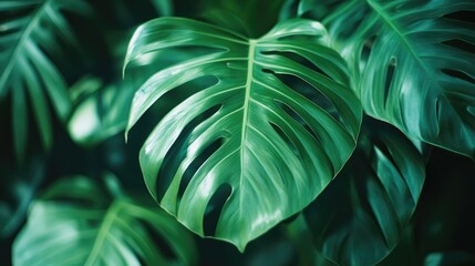 Poster - A detailed shot of a lush green palm leaf, emphasizing its vibrant texture and veins in a tropical environment.