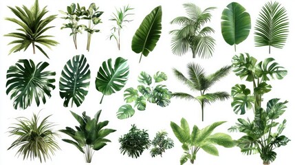 Poster - A selection of lush tropical plants, ranging in shape and size, perfect for adding vibrant greenery to design projects or home decor.