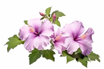 Canvas Print - Hibiscus syriacus blossom flower plant.