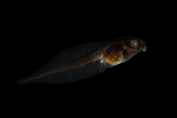 Wall Mural - a tadpole amazon milk frog (trachycephalus resinifictrix) on black background, a tadpole mission gol