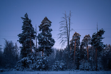 Poster - early winter morning in a pine forest. winter landscape.