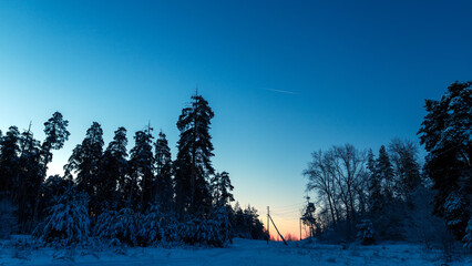 Poster - early winter morning in a pine forest. winter landscape.