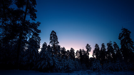 Poster - early winter morning in a pine forest. winter landscape.