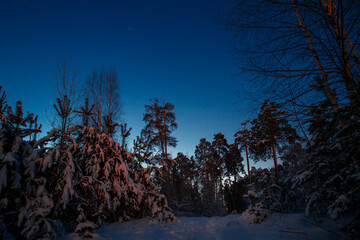 Poster - early winter morning in a pine forest. winter landscape.