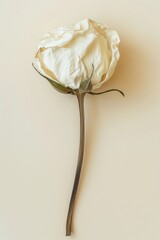 Poster - White Rose flower rose photography.