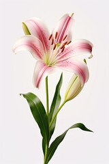 Canvas Print - Lily flower plant blossom.