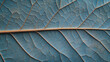 © pattozher - Leaf's Delicate Network: A detailed macro shot unveils the intricate vein structure and texture of a leaf, highlighting the beauty of nature's design in close-up.