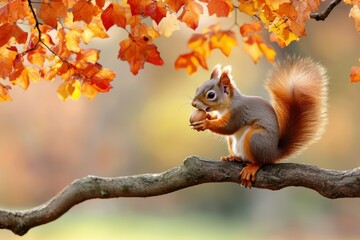 Poster - Adorable squirrel perched on a branch amidst vibrant autumn foliage enjoying a delicious nut in a serene forest setting capturing the essence of fall