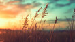 close up of dry grass over sunset