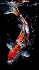 Wall Mural - Koi fish swimming animal carp.