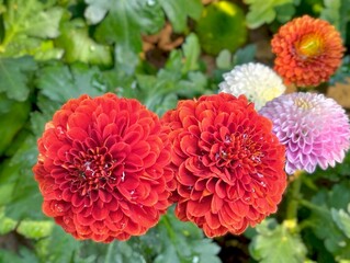 in the picture is a flower called ping pong chrysanthemum, red, white. it is a single flower, no fra
