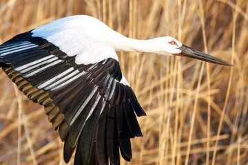 Wall Mural - 飛翔する美しく大きなコウノトリ（コウノトリ科）
英名学名：Oriental White Stork (Ciconia boyciana, family comprising storks)
栃木県栃木市渡良瀬遊水地-2025
