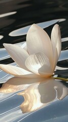 Poster - Delicate white lotus flower reflected on calm water surface nature serene environment close-up view