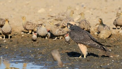 Wall Mural - a lanner falcon (falco biarmicus) and other birds at a waterhole, kalahari desert, south africa